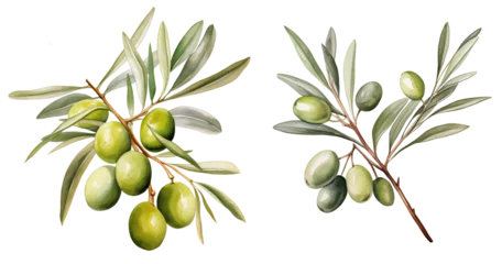 Foto op Plexiglas set of olive branches watercolor illustration png isolated on a transparent background, clipart     © Deea Journey 