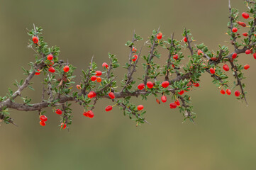 Piquillin, endemic wild fruits in the Pampas forest, Patagonia, Argentina