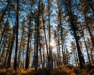 autumn forest in the autumn