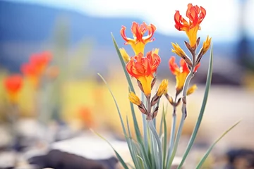 Fotobehang kangaroo paw flowers adding color to arid settings © studioworkstock