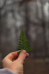 Woman's hand holding green fern leaves in shape of Christmas tree in scary forest on blurred background. Close up of female hands. Concept of environment and nature. Nature protection, ecology
