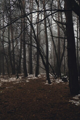 Fototapeta premium Road passing through scary mysterious forest with green light in fog in winter. Nature misty landscape. Scary halloween landscape background. Trail through mysterious dark old forest in fog. Magical