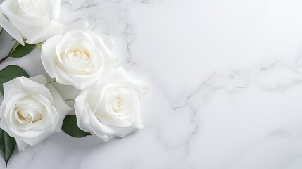 Obraz na płótnie Canvas nature white roses background illustration garden petals, beauty elegant, purity love nature white roses background