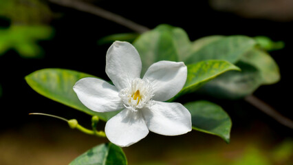 Beautiful white flower of Wrightia antidysenterica in the garden