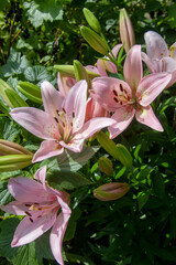 Fototapeta premium Blooming Oriental Lily flowers. Pink tropical flower in the garden..