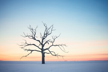 a barren winter tree silhouetted at dusk