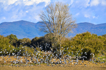 Volo di colombe, Toscana