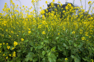 Obraz premium Outdoor yellow Rapeseed Flowers Field Countryside of Bangladesh