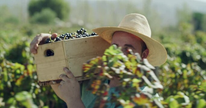 Grapes container, vineyard harvest and man walking with fruits for spring production, winery industry or agro business. Produce box, trees and face of farmer with organic food on agriculture field