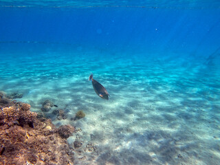 Fototapeta na wymiar Naso annulatus fish known as Whitemargin Unicorn fish on his coral reef in the Red Sea, Egypt..