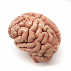 Cérebro 3d isolado no fundo branco
 