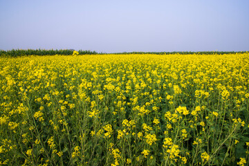 Obraz premium Outdoor yellow Rapeseed Flowers Field Countryside of Bangladesh