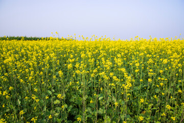 Obraz premium Outdoor yellow Rapeseed Flowers Field Countryside of Bangladesh