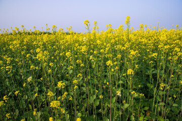 Fototapeta premium Outdoor yellow Rapeseed Flowers Field Countryside of Bangladesh