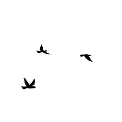 Flying Bird Silhouette