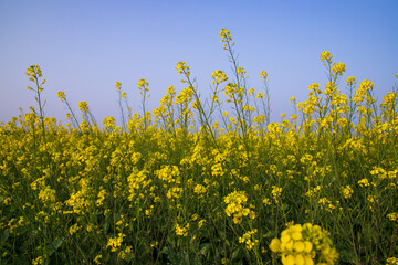 Outdoor yellow Rapeseed Flowers Field Countryside of Bangladesh