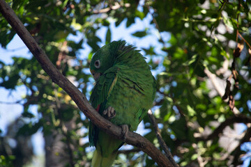 YELLOW-CROWNED AMAZON 