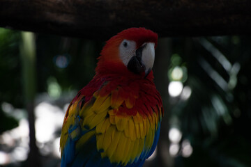Photo of red parrot(Scarlet Macaw) with colorful wings in Cartagena, South America. You can see...