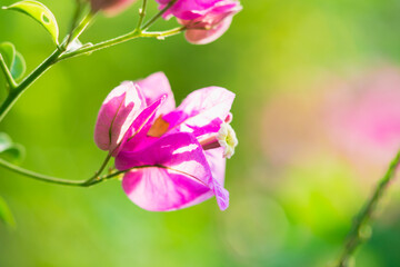 Closeup nature flower with copy space, Pink Bougainvillea on blurry background