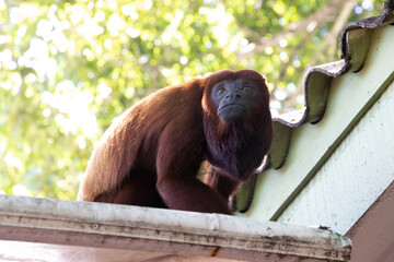 red howler monkey