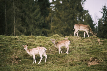 Naklejka na ściany i meble A group of young deer eats grass. In the Heart of Nature. Witness the Tranquility of Wilderness as Spotted Deer Enjoy a Quiet Afternoon in a Woodland Setting