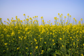 Outdoor yellow Rapeseed Flowers Field Countryside of Bangladesh