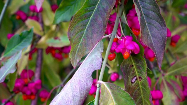 Leaves and ripe purple fruits of Euonymus europaeus on a branch. European spindle in autumn.