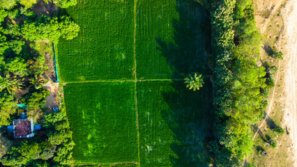 Aerial view of rice fields and nature in a South Indian Village near Kalpakam 