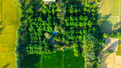 Aerial view of rice fields and nature in a South Indian Village near Kalpakam 