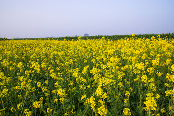 Obraz premium Outdoor yellow Rapeseed Flowers Field Countryside of Bangladesh