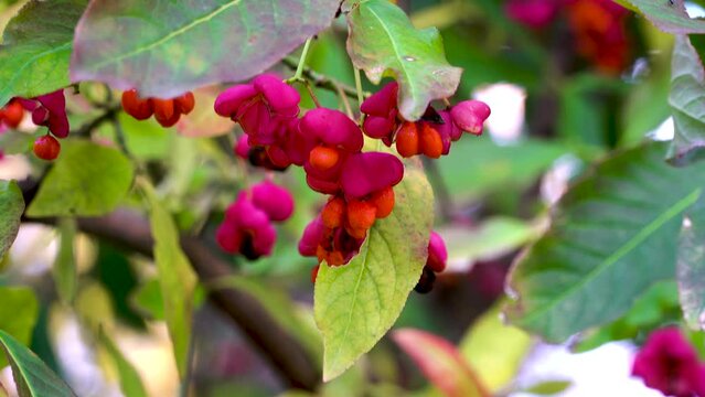 Close-up. The ripe fruits of Euonymus europaeus are purple to bright pink. European spindle ornamental shrub in autumn