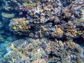 Underwater life of reef with corals and tropical fish. Coral Reef at the Red Sea, Egypt.