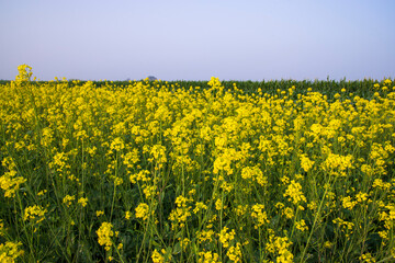 Outdoor yellow Rapeseed Flowers Field Countryside of Bangladesh