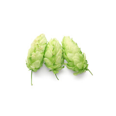 Fresh green hops on white background