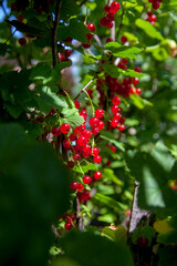Branch of ripe red currant on currant bush in a garden.