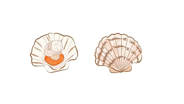 Raw fresh scallops with shells