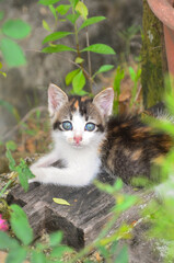 Naklejka na ściany i meble calico kitten with blue eye in garden