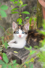 Obraz premium calico kitten with blue eye in garden