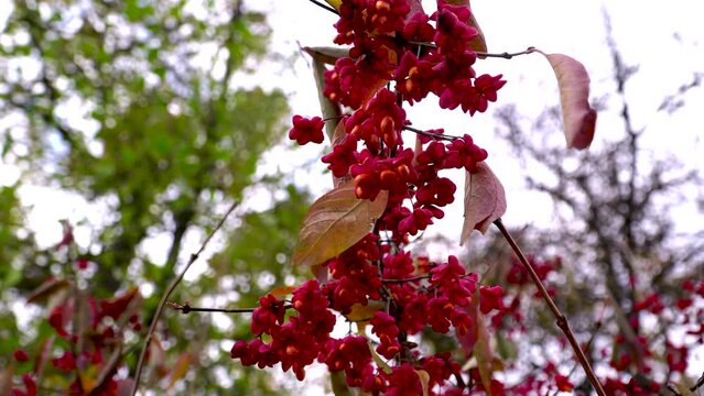 Purple fruits of Euonymus europaeus on a branch of an ornamental shrub.