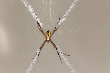 A yellow spider in the middle of an X-shaped spider web