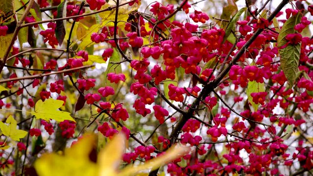 Euonymus europaeus. Ripe violet-pink fruits on a branch of an ornamental shrub. European spindle ornamental shrub in autumn. 