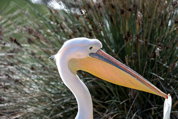 Africa's Soaring Majesty - Great White Pelican (Pelecanus onocrotalus)