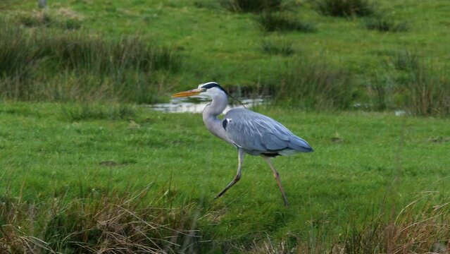 The great blue heron (Ardea herodias) walking on the meadow