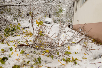 Broken icy tree branches and cars in the snow.
   Consequences of a cyclone and storm in the city.