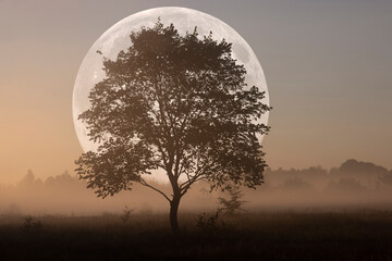 Full moon on a foggy autumn morning with a lone tree. Autumn dawn. Landscape.