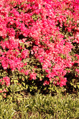 Fototapeta premium Spring, bright red rose flowers, vertical background.