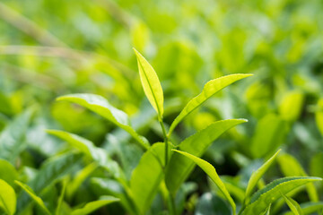 Fototapeta na wymiar Srilanka tea plantation