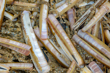 Top view of the Razor shell on the beach, Ensis magnus also called Razor fish or Spoot is a bivalve...