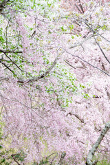 枝垂れ桜
