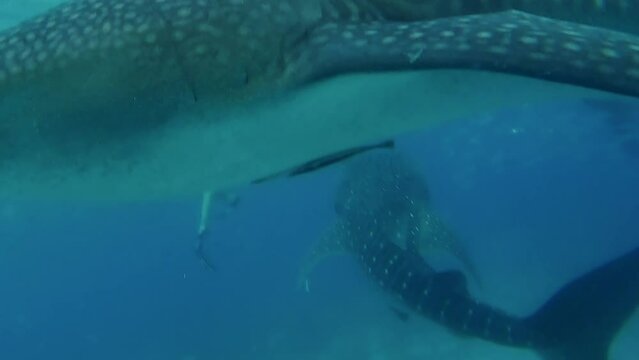 Two whale shark swimming along, with the divers near to each other in Oslob Cebu, Phils.